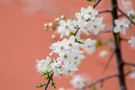 Prunus spinosa blackthorn flowers in bloom, small white flowering sloe tree branches, small green...