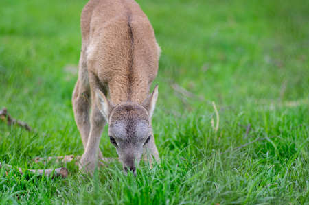 Wild mouflon sheep, one baby cute beast grazing on pasture in daylight during summer season, green meadow tall grass, wild animalsの写真素材