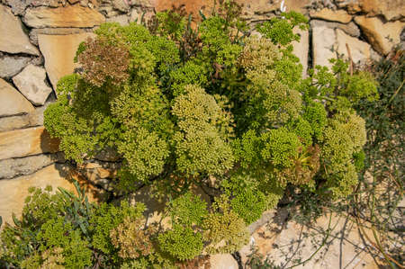 Crithmum maritimum rock samphire plant in bloom, sea fennel flowering costal aromatic edible spicy...