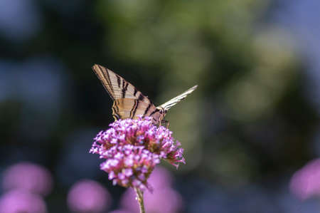 Verbena bonariensis vervain purpletop flowering plant with white black amazing rare pear-tree butterfly scarce swallowtail Iphiclides podaliriusの写真素材