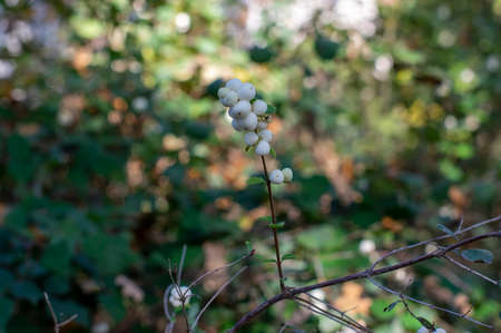 Detail of snow berries white on Symphoricarpos albus branches, beautiful ornamental ripened autumnal...