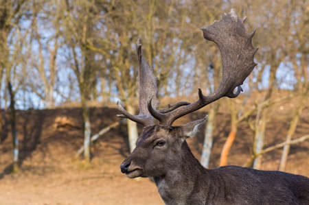Dama European fallow deer brown color wild ruminant mammal on pasture in autumn winter time,...
