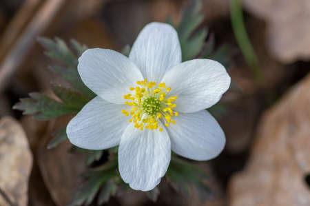 Anemonoides nemorosa wood anemone white flower close up detail in bloom, springtime flowering bunch...
