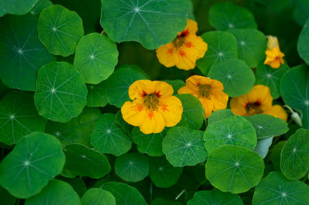 Tropaeolum majus edible monks cress flowers in bloom, beautiful nasturtium garden flowering plants, green leavesの写真素材