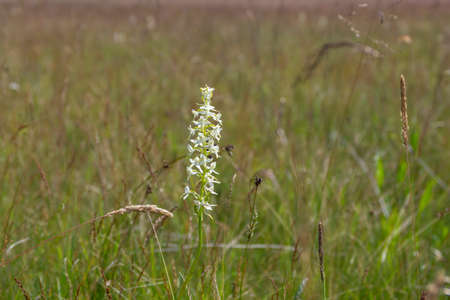 Platanthera bifolia white wild lesser butterfly-orchid flowers in bloom, beautiful meadow flowering orchids plants in green grassの写真素材