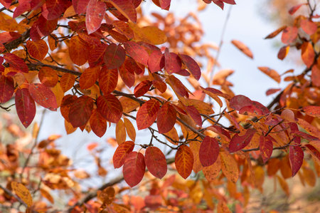 amelanchier lamarckii shadbush colorful autumnal shrub branches full of beautiful red orange yellow...