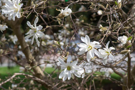 Star Magnolia stellata early spring flowering shrub, beautiful flowers with bright white tepals on branches in bloomの写真素材