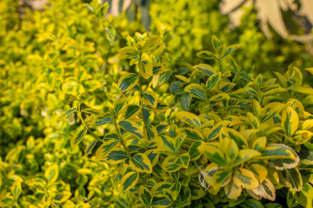 uonymus fortunei emeralnd n gold cultivar leaves, yellow and green group of leaves, ornamental branchesの写真素材