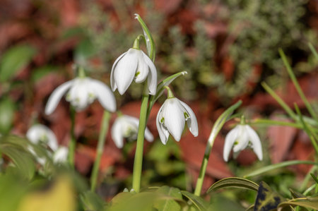 Galanthus nivalis flowering plants, bright white common snowdrop in bloom in sunlight in the gardenの写真素材