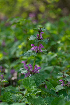 Lamium purpureum wild pink flowering purple dead-nettle flowers in bloom in the forest, group of flowering plants, green leavesの写真素材