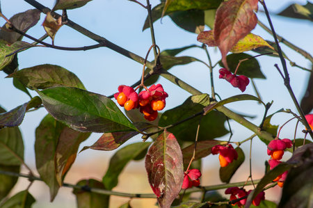 Euonymus europaeus european common spindle capsular ripening autumn fruits, red to purple or pink colors with orange seeds hanging on branchesの写真素材