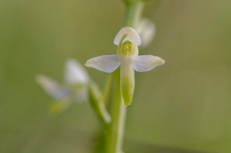Platanthera bifolia white wild lesser butterfly-orchid flowers in bloom, beautiful meadow flowering orchids plants in green grassの写真素材