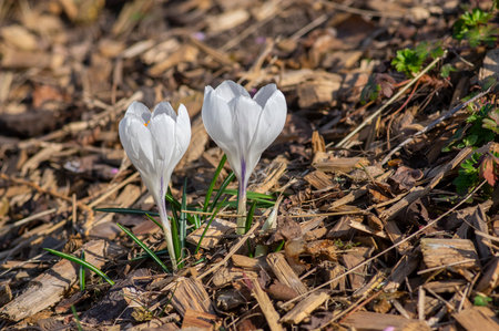 Field of flowering crocus vernus plants, group of bright colorful early spring flowers in bloom in grassの写真素材