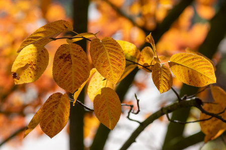 amelanchier lamarckii shadbush colorful autumnal shrub branches full of beautiful red orange yellow leaves in sunlightの写真素材