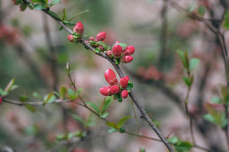 Chaenomeles japonica japanese maules quince flowering shrub, beautiful bright pink color flowers in...