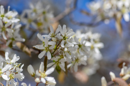 Amelanchier lamarckii deciduous flowering shrub, group of snowy white petals flowers on branches in bloomの写真素材