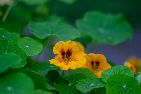 Tropaeolum majus edible monks cress flowers in bloom, beautiful nasturtium garden flowering plants, green leavesの写真素材