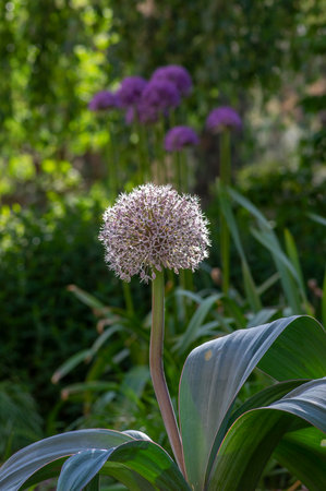Allium karataviense turkistan onion beautiful ornamental flowering plant looks like big ball, group...