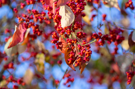 Euonymus europaeus european common spindle capsular ripening autumn fruits, red to purple or pink colors with orange seeds hanging on branchesの写真素材