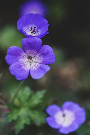 Cranesbills group of flowers in bloom, Geranium Rozanne beautiful flowering blue purple white ornamental park garden plantの写真素材