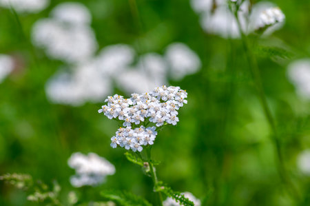 Achillea millefolium common yarrow flowers in bloom, beautiful wild flowering plant on the meadow in the grassの写真素材