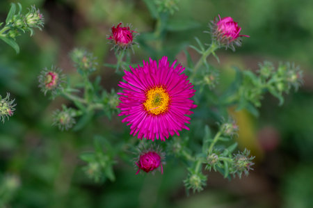 Symphyotrichum novi-belgii beautiful flowering plant, bright pink New York aster in bloom, green...