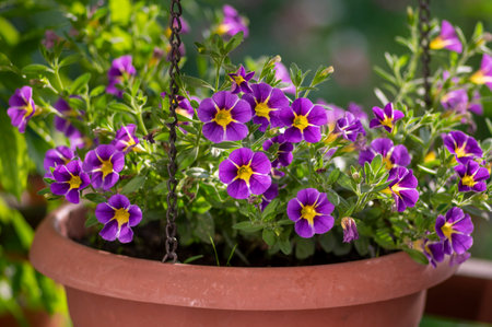 Calibrachoa parviflora seaside petunia starlight blue flowers in bloom, bright color flowering ornamental million bells pot plantsの写真素材