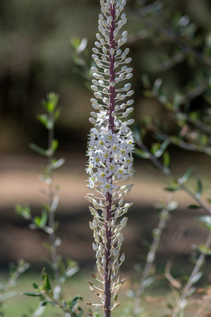 Urginea maritima bulbous tall flowering plant, sea squill maritime onion bright small white flowers in bloomの写真素材