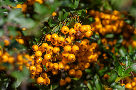 Pyracantha coccinea sunny star scarlet firethorn ornamental shrub, bright orange group of fruits hanging on autumnal shrub, green leavesの写真素材