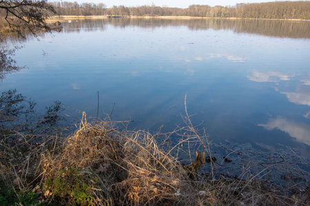 Winter natural scenery with breeding pond and trees near Neratov village in Czech republic, reflections in the water, blue skyの写真素材