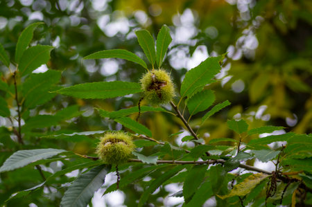 Castanea sativa ripening fruits in spiny cupules, edible hidden seed nuts hanging on tree branches, green leavesの写真素材