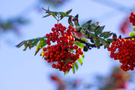 Sorbus aucuparia moutain-ash rowan tree branches with green leaves and red pomes berries on branches, blue skyの写真素材