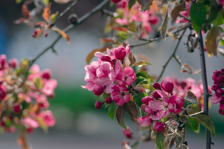 Ornamental malus royalty beautiful apple flowering tree, springtime, purple pink flowers in bloom on branches, colorful leavesの写真素材