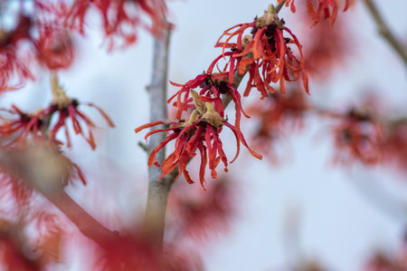 Hamamelis intermedia orange red winter spring flowering plant, group of amazing witch hazel Orange beauty flowers in bloom in February gardenの写真素材