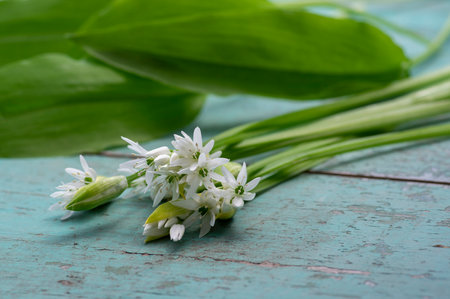 Allium ursinum wild bears garlic flowers in bloom, white ramsons buckrams flowering plants and green edible leaves on rustic vintage tableの写真素材