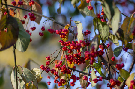 Euonymus europaeus european common spindle capsular ripening autumn fruits, red to purple or pink colors with orange seeds hanging on branchesの写真素材