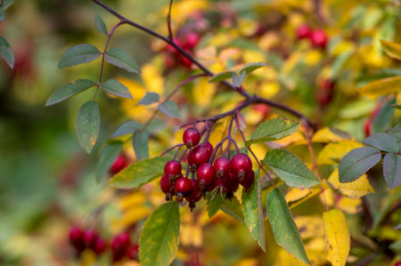 Rosa glauca deciduous red-leaved spiny shrub with red ripened fruits, redleaf rose branches with hips and yellow autumnal leavesの写真素材