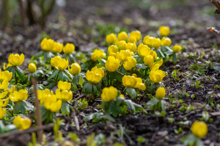 Bunch of Eranthis hyemalis flowering plants, common winter aconite in bloom, early spring bulbous flowers, macro detail view bouquetの写真素材