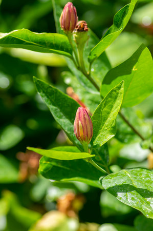 Calycanthus occidentalis sweetshrub flowering plant, dark red spice bush in bloom in sunlight, green leavesの写真素材
