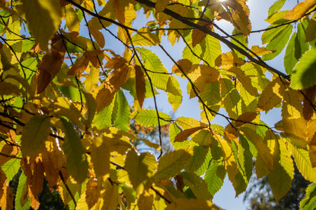 Castanea sativa sweet chestnut colorful autumnal tree branches full of beautiful orange yellow green fall leavesの写真素材