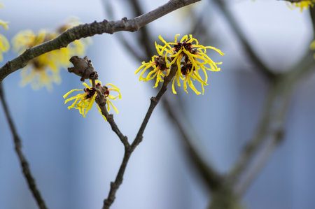 Hamamelis intermedia yellow winter spring flowering plant, group of amazing witch hazel Arnold...