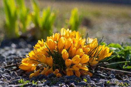 Bouquet of flowering crocus vernus Dorothy bright yellow plants, group of beautiful early spring flowers in bloomの写真素材