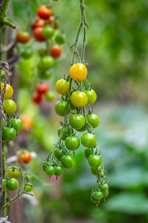 Red and green ripening tasty and edible tomatoes fruits hanging on tomato plant, tasty and healthy lifestyle ingredient for cookingの写真素材