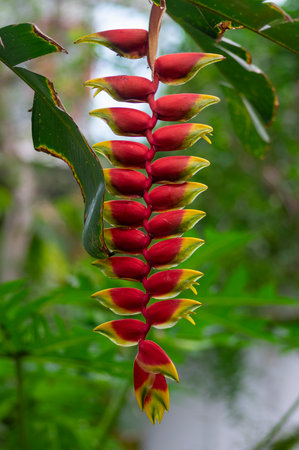 Heliconia rostrata strange beautiful tropical plant in bloom, flowering red and yellow flowers, green foliage, long stemの写真素材