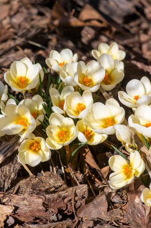 Bouquet of flowering crocus vernus light yellow white violet plants, group of color beautiful early spring flowers in bloomの写真素材