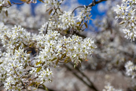 Amelanchier lamarckii deciduous flowering shrub, group of snowy white petals flowers on branches in bloomの写真素材