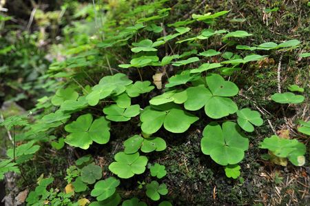 green amenityの写真素材