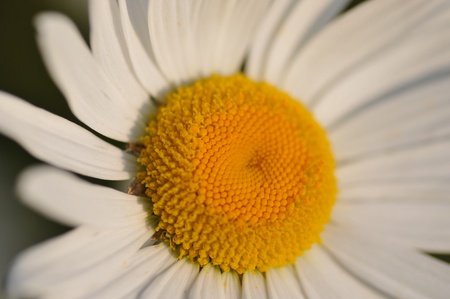 nice flowerの写真素材