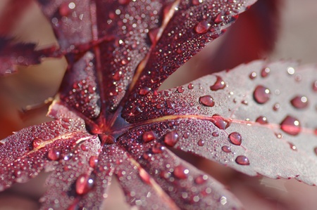 dew drops on the leavesの写真素材