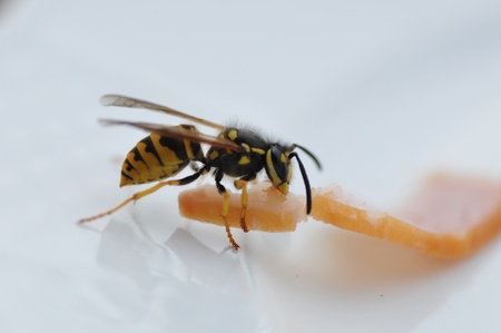 the wasp steals my hamの写真素材